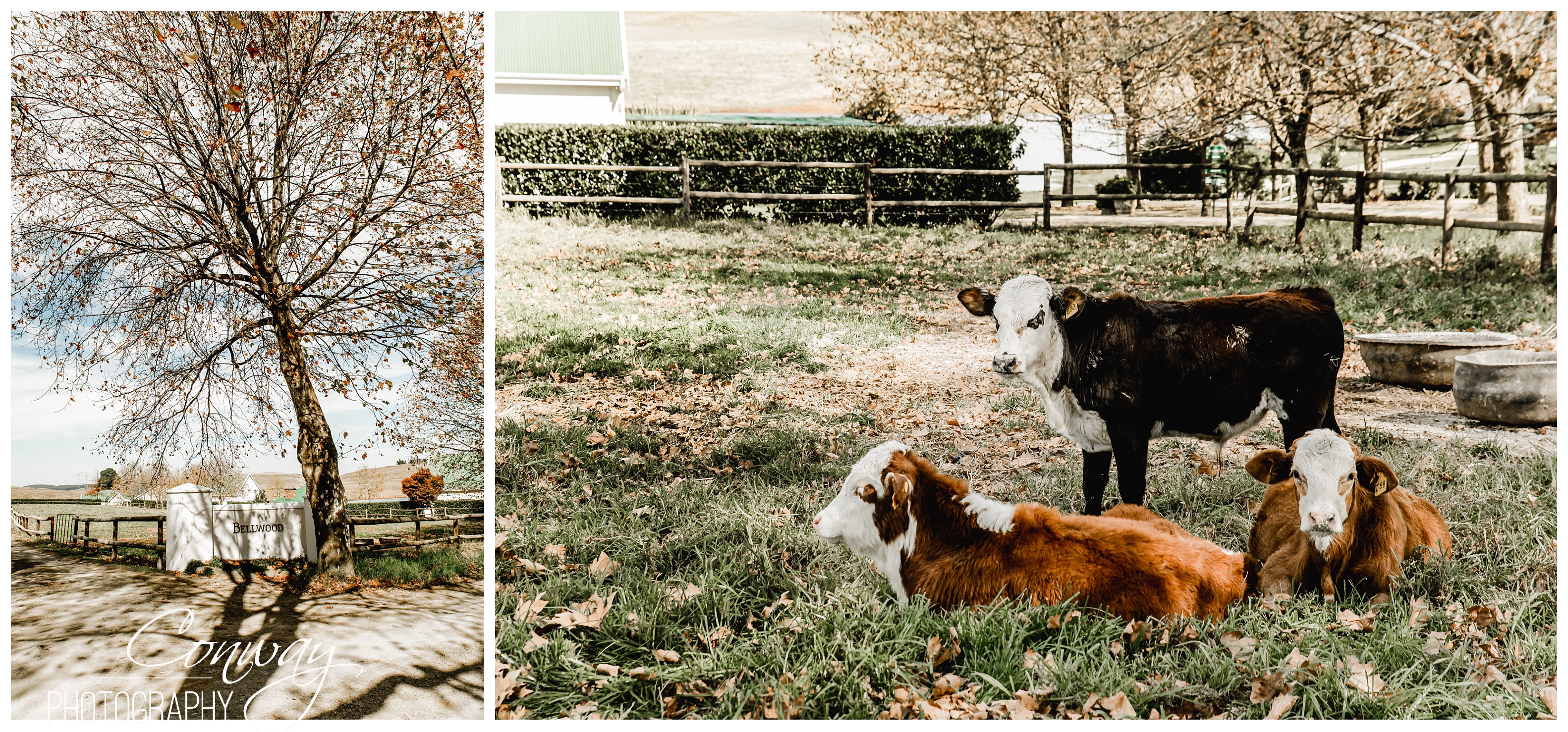 2019-06-20_0005.jpg Bellwood Cottages wedding KZN Midlands, Gilah and Linton 001